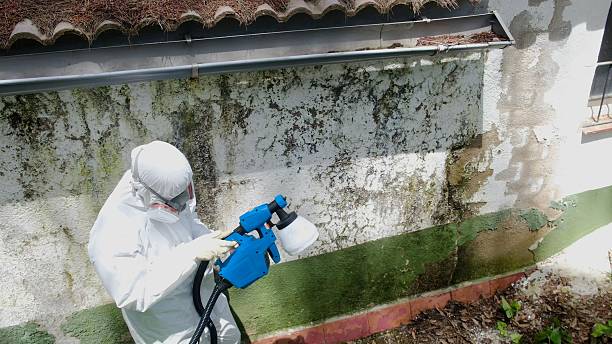 Trusted Black Mold Removal service in Chapel Hill, TN - Cheap Mold Removal